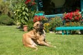 Female of Fila Brasileiro (Brazilian Mastiff) Royalty Free Stock Photo