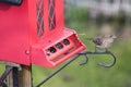 Finch at red bird feeder Royalty Free Stock Photo