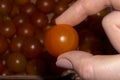 Female fingers holding a cherry tomato closeup Royalty Free Stock Photo