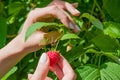 Female fingers pluck ripe red raspberry berry from a Bush with green leaves, landscape