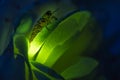 Female firefly sitting on a rose glowing