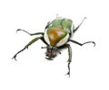 Female Flamboyant Flower Beetle Royalty Free Stock Photo
