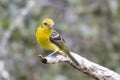 Female Flame-colored Tanager Royalty Free Stock Photo