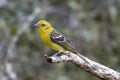 Female Flame-colored Tanager Royalty Free Stock Photo