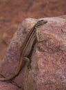 Female of a flatlizard from the Soutpansberg, South Africa clinging to a rock