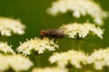 A female flesh fly on flowers of the common hogweed. Royalty Free Stock Photo