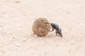 Female flightless dung beetle rolling dung ball Royalty Free Stock Photo