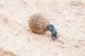 Female flightless dung beetle rolling dung ball