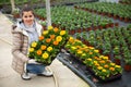 Female floriculturist arranging pots with blooming Calendula