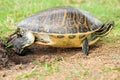 Turtle covering egg