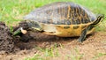 Florida turtle laying egg