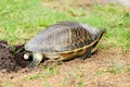 Florida turtle laying egg