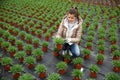 Female florist checking potted African daisy