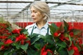 Female florist cultivating poinsettia in greenhouse Royalty Free Stock Photo