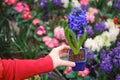 Female florist hands with blue hyacinth with water drops in flower pot, greenhouse with plants Royalty Free Stock Photo