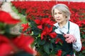 Female florist pruning poinsettia in greenhouse Royalty Free Stock Photo