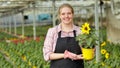 Female florist showing potted ornamental sunflower