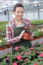 Female florist work with houseplant in pot Royalty Free Stock Photo