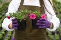 Female florist work with houseplant in pot. Woman holding flower pot in hand Royalty Free Stock Photo