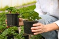 Female florist work with houseplant in pot. Woman holding flower pot in hand Royalty Free Stock Photo