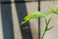 Female flower of bitter groud Momordica charantia Royalty Free Stock Photo