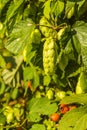 Female flower (flower bar) Humulus lupulus (common hop, hop) Royalty Free Stock Photo