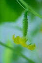 Female flower of home grown cucumber Royalty Free Stock Photo