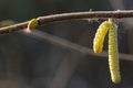 Female flower and male catkins of hazel Corylus avellana on a