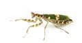 Female flower mantis - Creobroter gemmatus, isolated Royalty Free Stock Photo
