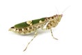 Female flower mantis - Creobroter gemmatus, isolated Royalty Free Stock Photo