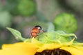 Female Flower Wasp on a Sunflower