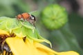 Female Flower Wasp on a Sunflower