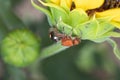 Female Flower Wasp on a Sunflower