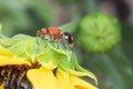 Female Flower Wasp on a Sunflower