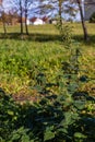 Female flowering stinging nettles at bright sunny fall day near houses.