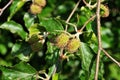 Female flowers of a beech tree