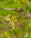 Female flowers on branch ash-leaved maple, Acer negundo, macro with bokeh background, selective focus, shallow DOF Royalty Free Stock Photo