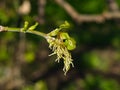 Female flowers on branch ash-leaved maple, Acer negundo, macro with bokeh background, selective focus, shallow DOF