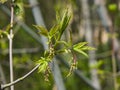 Female flowers on branch ash-leaved maple, Acer negundo, macro with bokeh background, selective focus, shallow DOF