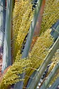 The female flowers of a date palm