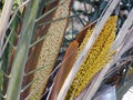 The female flowers of date palm covered in spathe