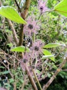 Female flowers of Paper mulberry