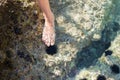 Female foot steeping on sea urchin in ocean water Royalty Free Stock Photo