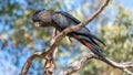 Female Forest Red-tailed Black-Cockatoo on tree branch