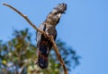 Female Forest Red-tailed Black-Cockatoo on tree branch Royalty Free Stock Photo