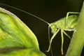 Fork tailed bush katydid nymph on milkweed leaf in Connecticut. Royalty Free Stock Photo