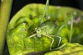 Fork tailed bush katydid nymph on milkweed leaf in Connecticut. Royalty Free Stock Photo