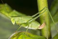 Fork tailed bush katydid nymph on milkweed leaf in Connecticut. Royalty Free Stock Photo