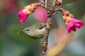 Female Fork tailed sunbird hanging under the flower