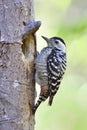 Female Freckle-breasted woodpecker Dendrocopos macei perching on its nest hole on dried tree over bright green background